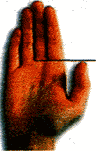 Нормальная длина безымянного пальца
