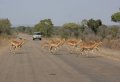 Национальный парк Kruger