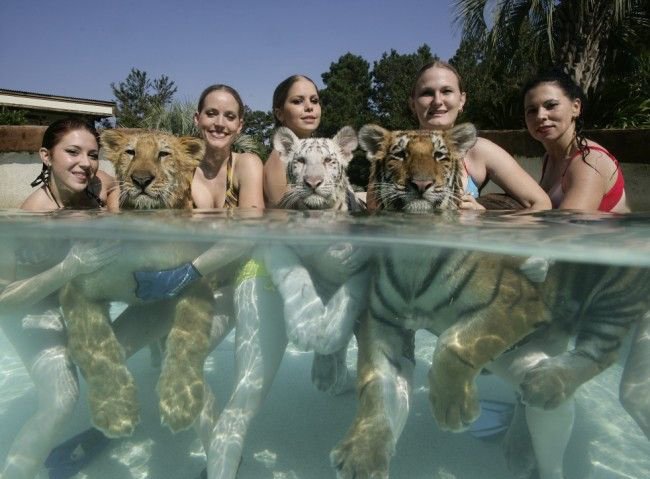 В бассейне с тиграми 