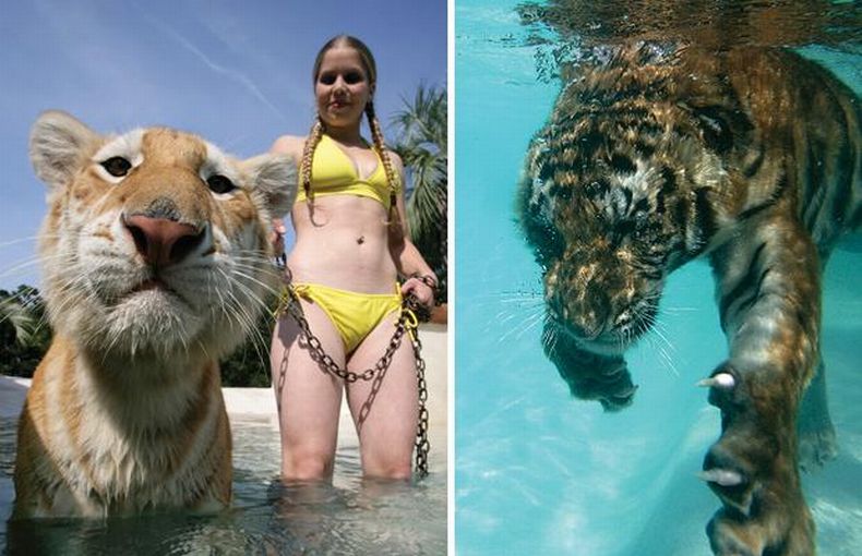 В бассейне с тиграми 