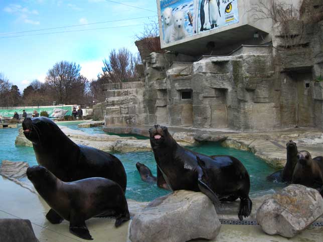 Музеи и достопримечательности Вены В зоопарке морские львы пытаются контактировать с посетителями