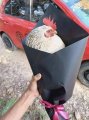 ������� ���� ��� ���������