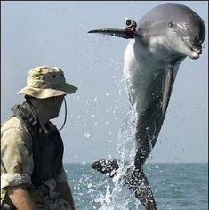 Дневник американского боевого дельфина. 