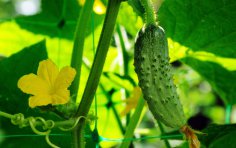 Как вырастить огурцы в открытом грунте у себя на даче? 
Vlad Siaber, Shutterstock.com