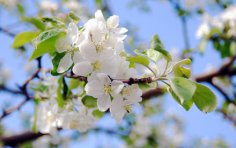 Нужно ли обрывать цветки у яблони? 
Ekaterina Bykova, Shutterstock.com
