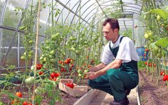 Как успешно выращивать помидоры?  