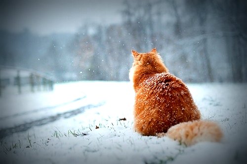 ����������� �� ��������� ���������  www.google.com/imghp