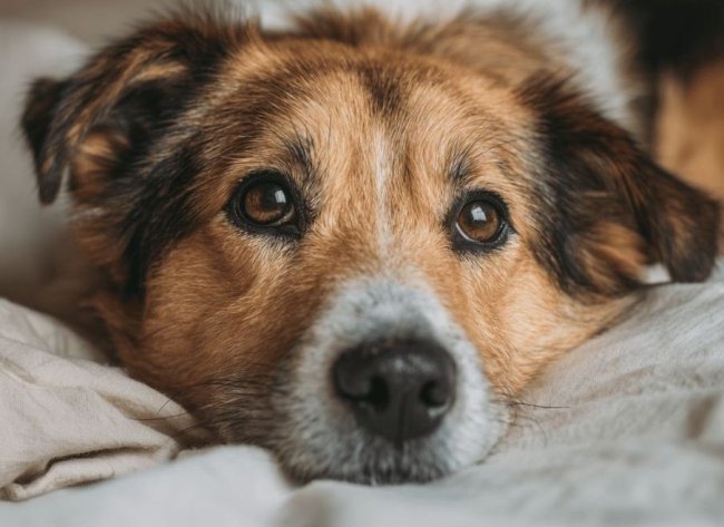 ����������� �� ��������� ���������  www.google.com/imghp