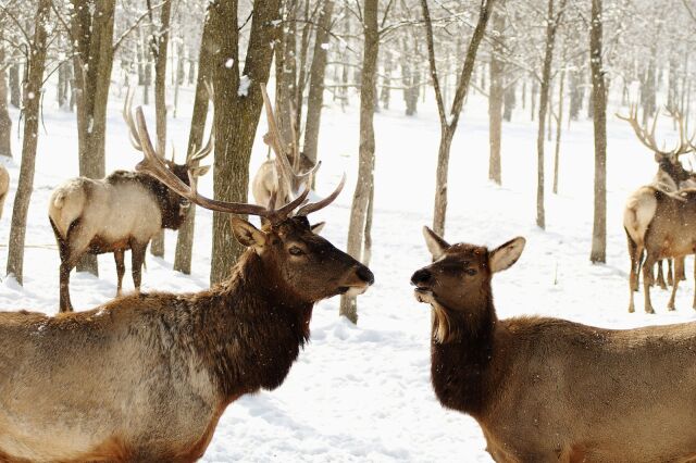 ����������� �� ��������� ���������  www.google.com/imghp