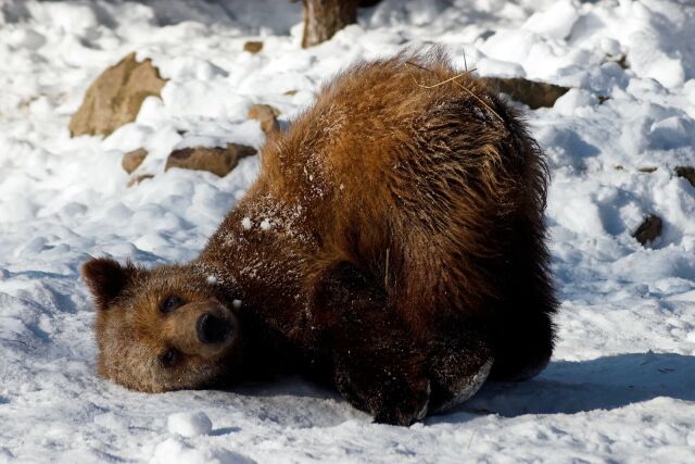 ����������� �� ��������� ���������  www.google.com/imghp